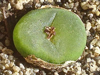 Conophytum phoeniceum