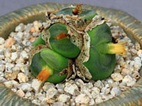 Conophytum phoeniceum