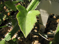 Cissus phymatocarpa