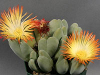 Cheiridopsis pillansii