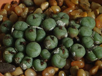 Conophytum piluliforme