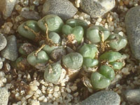 Conophytum pium