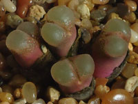 Conophytum praesectum