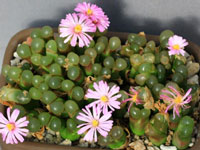 Conophytum praesectum