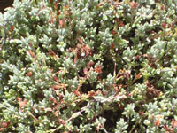 Crassula pruinosa