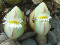 Conophytum quaesitum