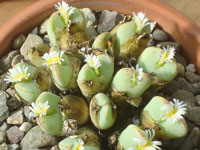 Conophytum quaesitum