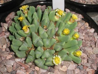 Conophytum quaesitum