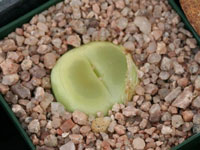 Conophytum ratum