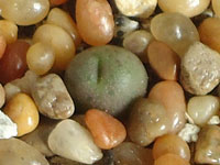 Conophytum roodiae