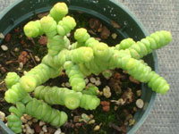 Crassula rupestris