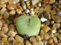 Conophytum schlechteri