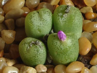 Conophytum smorenskaduense