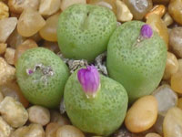 Conophytum smorenskaduense