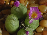 Conophytum smorenskaduense