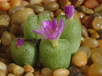 Conophytum smorenskaduense