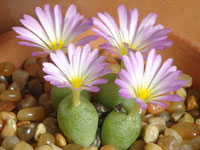 Conophytum smorenskaduense