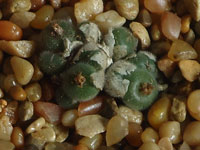 Conophytum stephanii