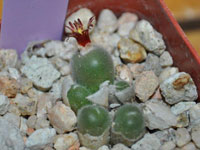 Conophytum stephanii