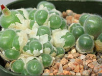 Conophytum stephanii