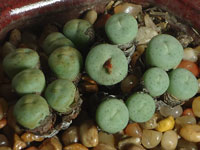 Conophytum stevens-jonesianum