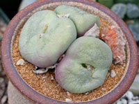 Conophytum subfenestratum