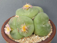 Conophytum subfenestratum