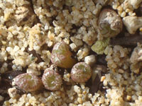 Conophytum swanepoelianum