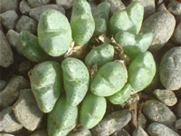 Conophytum tantillum