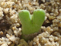 Conophytum tantillum