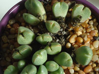 Conophytum taylorianum