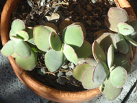 Crassula tecta