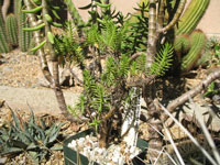 Crassula tetragona