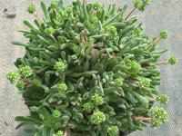 Crassula pubescens