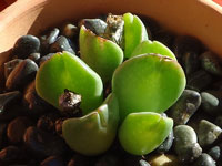 Conophytum tomasi