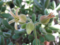 Cotyledon tomentosa