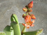 Cotyledon tomentosa