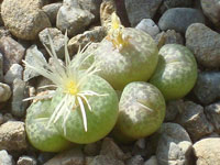 Conophytum truncatum