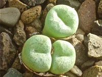 Conophytum truncatum