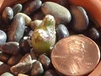 Conophytum turrigerum