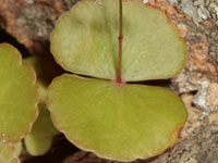 Crassula umbella