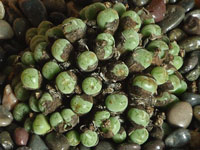 Conophytum uviforme