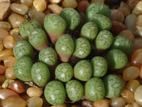 Conophytum uviforme