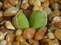 Conophytum vanheerdei