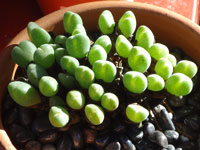 Conophytum velutinum