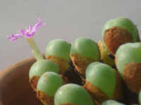 Conophytum velutinum