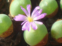 Conophytum velutinum