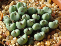 Conophytum velutinum