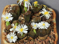 Conophytum verucosum