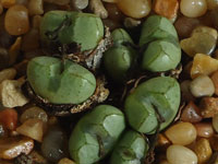 Conophytum violaciflorum